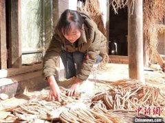 甘肃宕昌农家女引都市人“云入山”：烹山味直